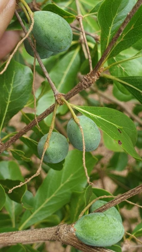 Madagaszkári mandula - Terminalia neotaliala, Terminalia neotaliala, fagyérzékeny, gyümölcs